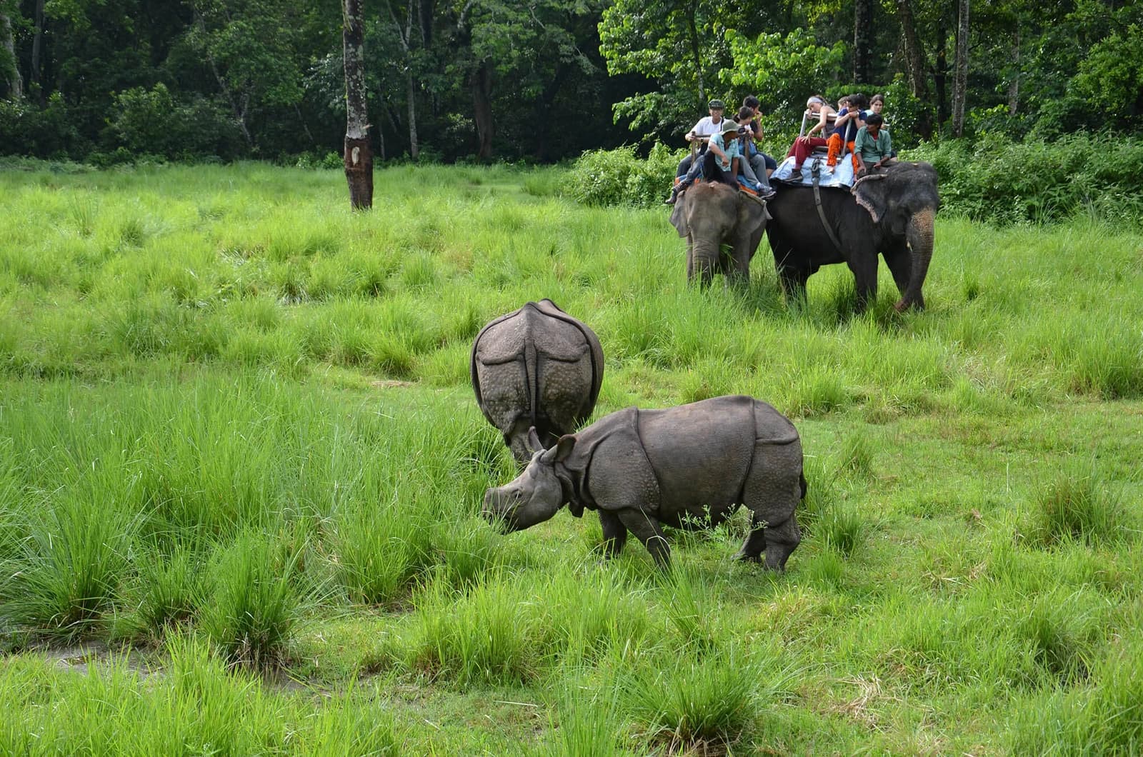 Jungle Safari
