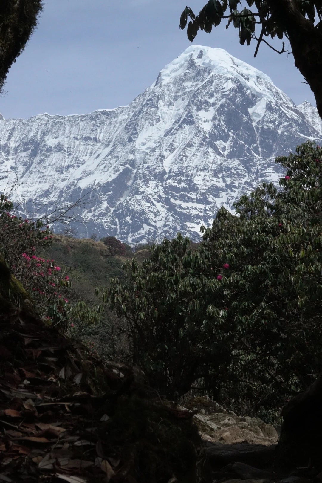 A majestic snow-capped mountain peak viewed through a natural frame of dark trees and blooming rhododendrons.