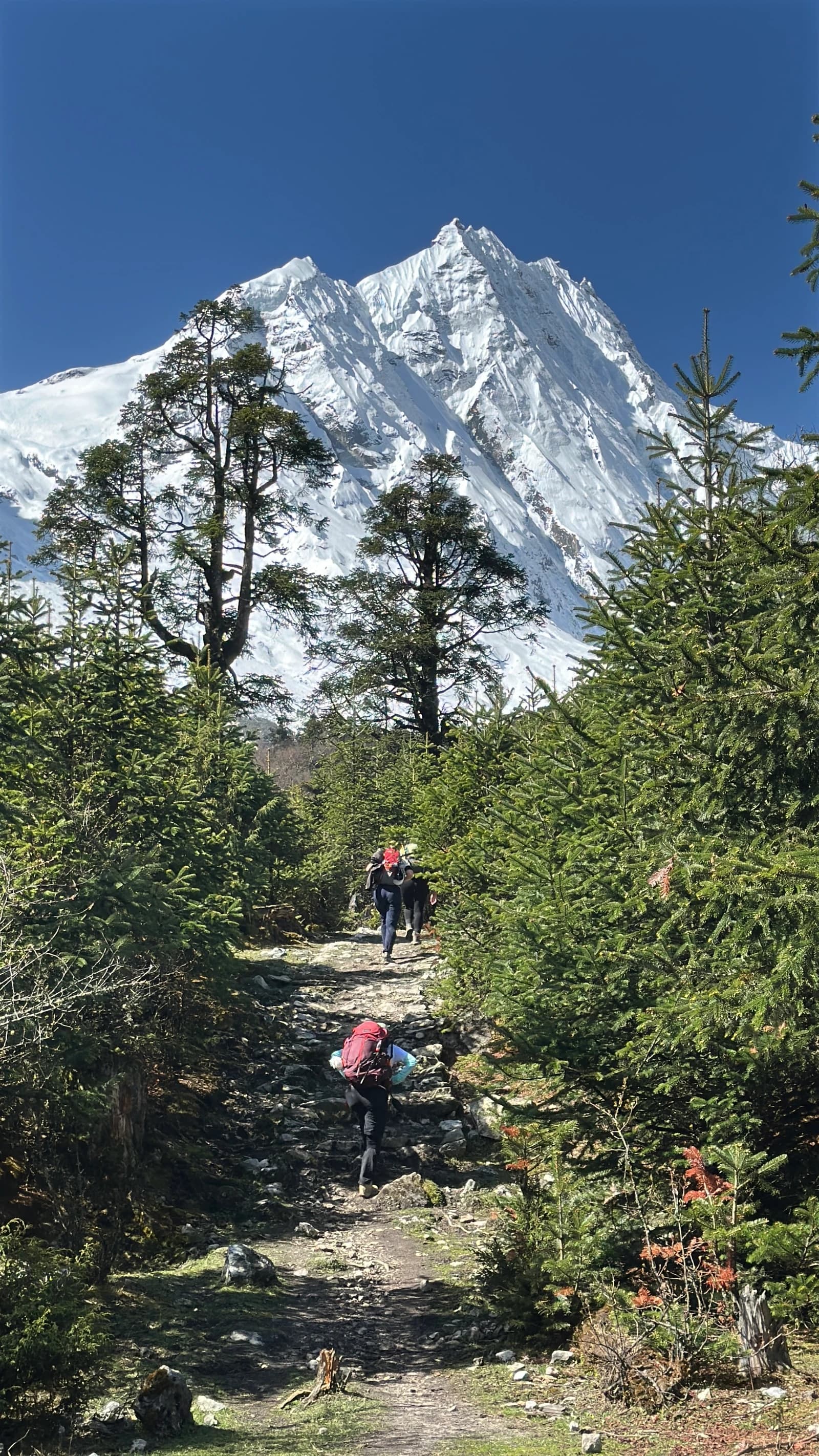 Hikers with backpacks walking along a rocky forest trail toward a massive snow-capped mountain.