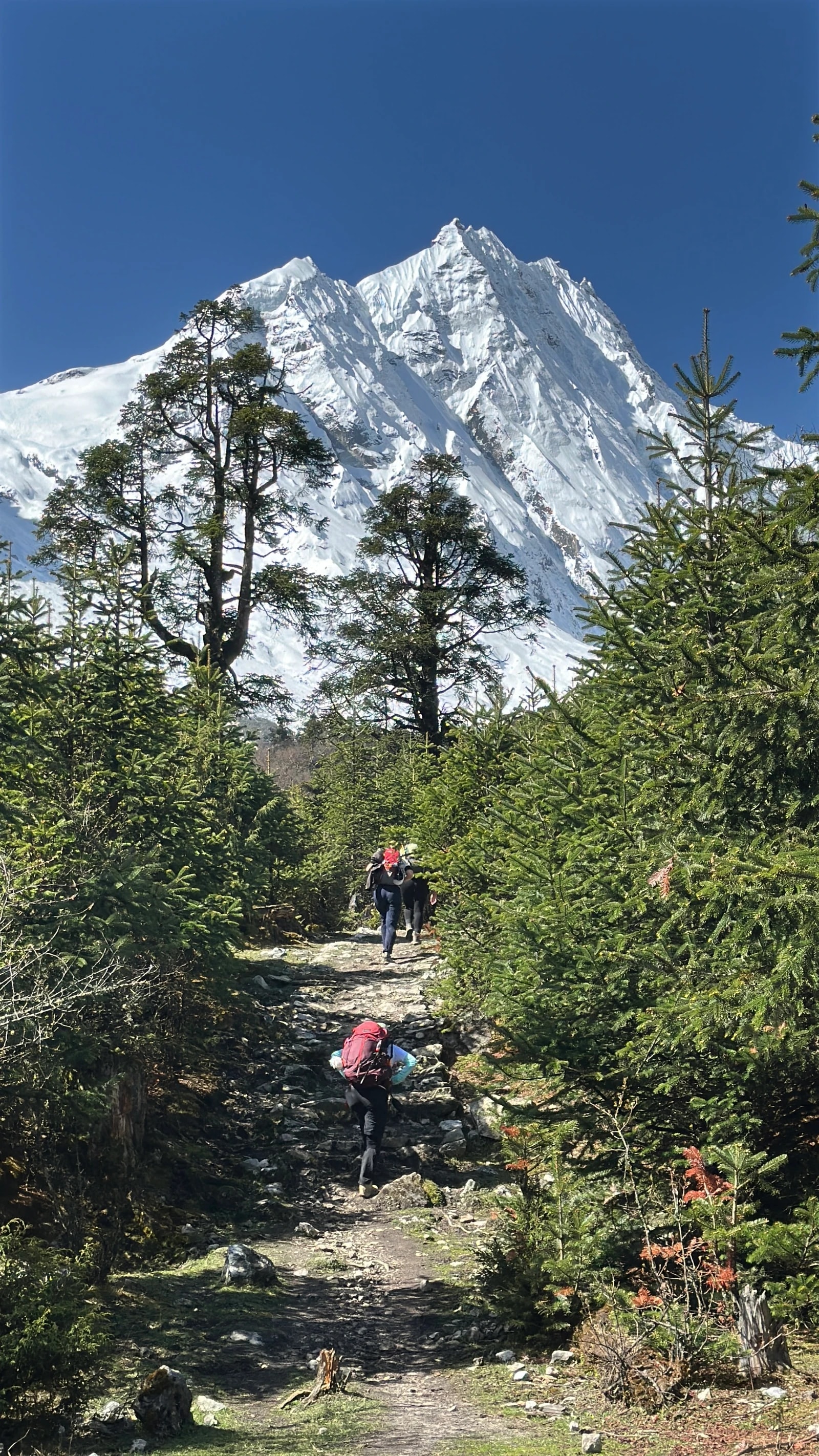 Hikers with backpacks walking along a rocky forest trail toward a massive snow-capped mountain.