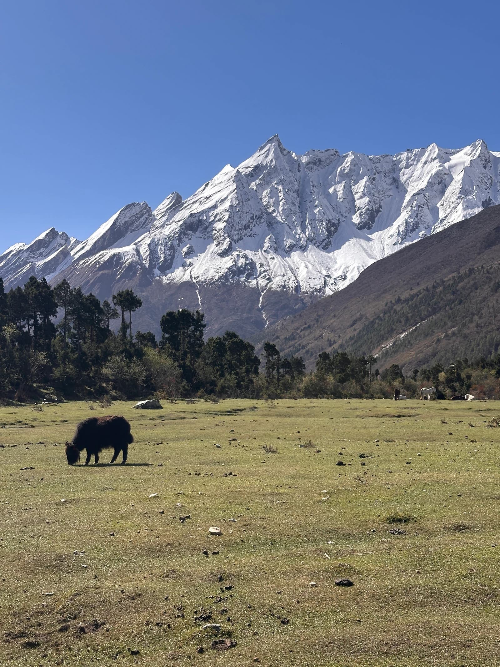 A dark yak grazes in a wide grassy meadow beneath a massive, jagged snow-capped mountain range.