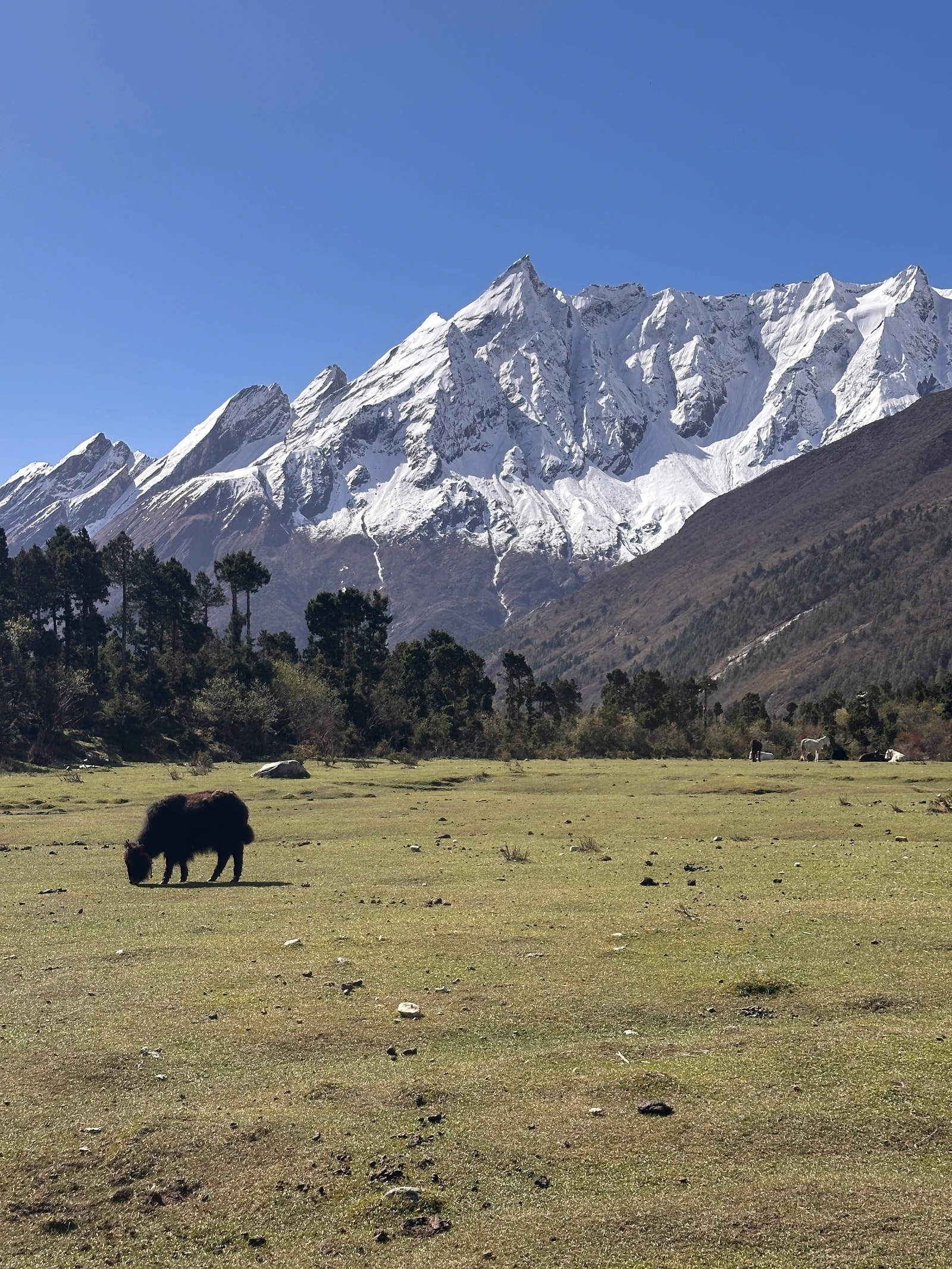 A dark yak grazes in a wide grassy meadow beneath a massive, jagged snow-capped mountain range.